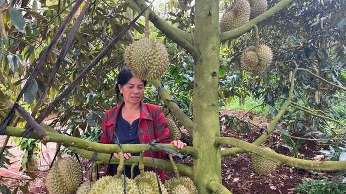 Đắk Lắk: Nông dân 'lên đời' nhờ trồng sầu riêng - Báo Kiểm Toán