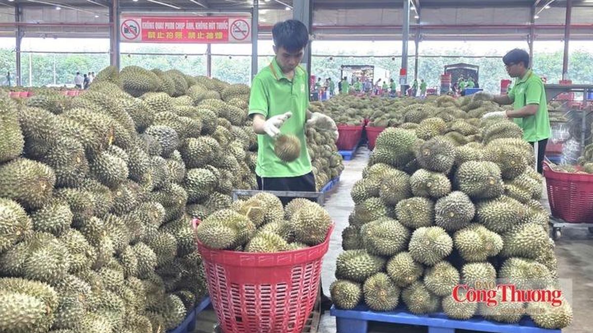 Cà phê, sầu riêng Đắk Lắk: Xuất khẩu tăng nhưng cần giải pháp đồng bộ - Báo Công Thương