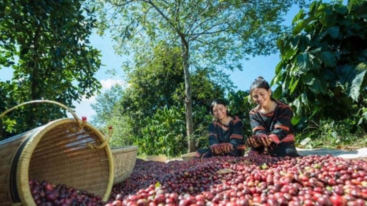 Bản tin nông sản hôm nay (11-10): Giá cà phê trong nước đồng loạt tăng - Báo Quân Đội Nhân Dân