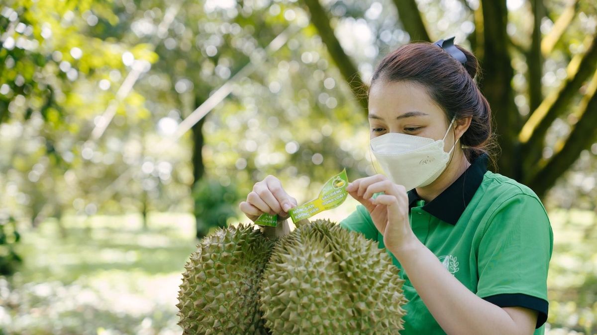 Giá sầu riêng Thái tại Đắk Lắk vượt 100.000 đồng/kg - Báo VietnamNet