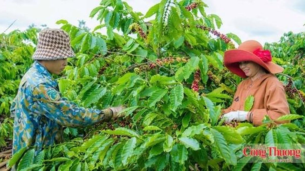 Lễ hội Cà phê Buôn Ma Thuột 2027: Kỳ vọng đón 1,3 triệu lượt khách - Báo Công Thương