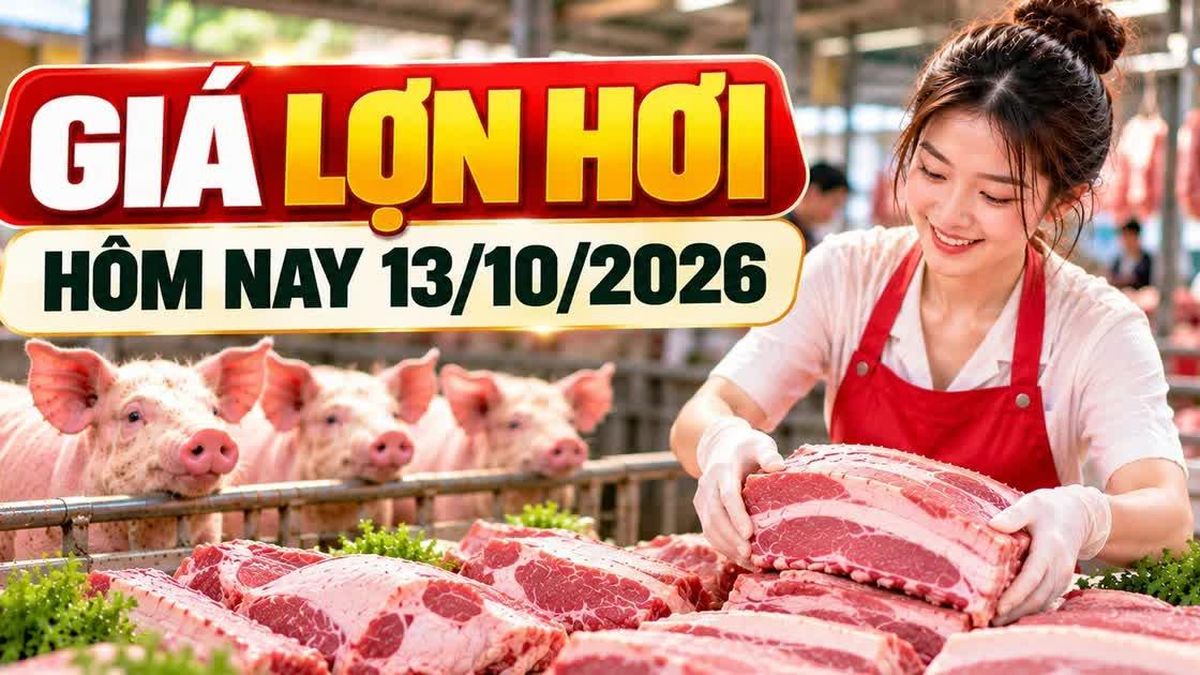 Giá lợn hơi hôm nay 13/10: Nhiều địa phương giữ mức 53.000 đồng/kg - Báo Lào Cai