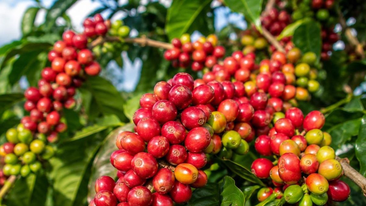 Giá cà phê hôm nay 14/10/2026: Tây Nguyên giảm 200 đồng/kg, Robusta London quay đầu đi xuống - Báo Lâm Đồng
