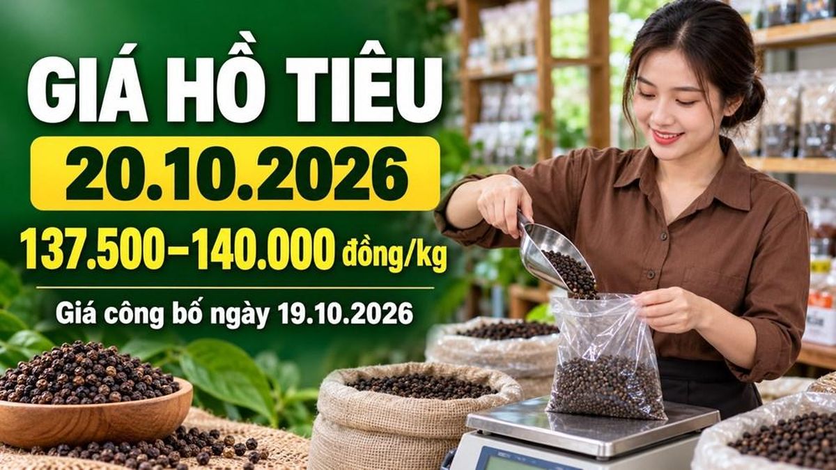 Giá hồ tiêu hôm nay 20.10.2026: Chờ sức mua mới ở vùng 140.000 đồng/kg - Báo Văn hóa
