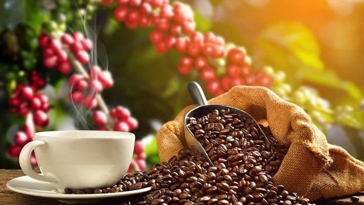 Bản tin nông sản hôm nay (20-10): Giá cà phê tăng - Báo Quân Đội Nhân Dân