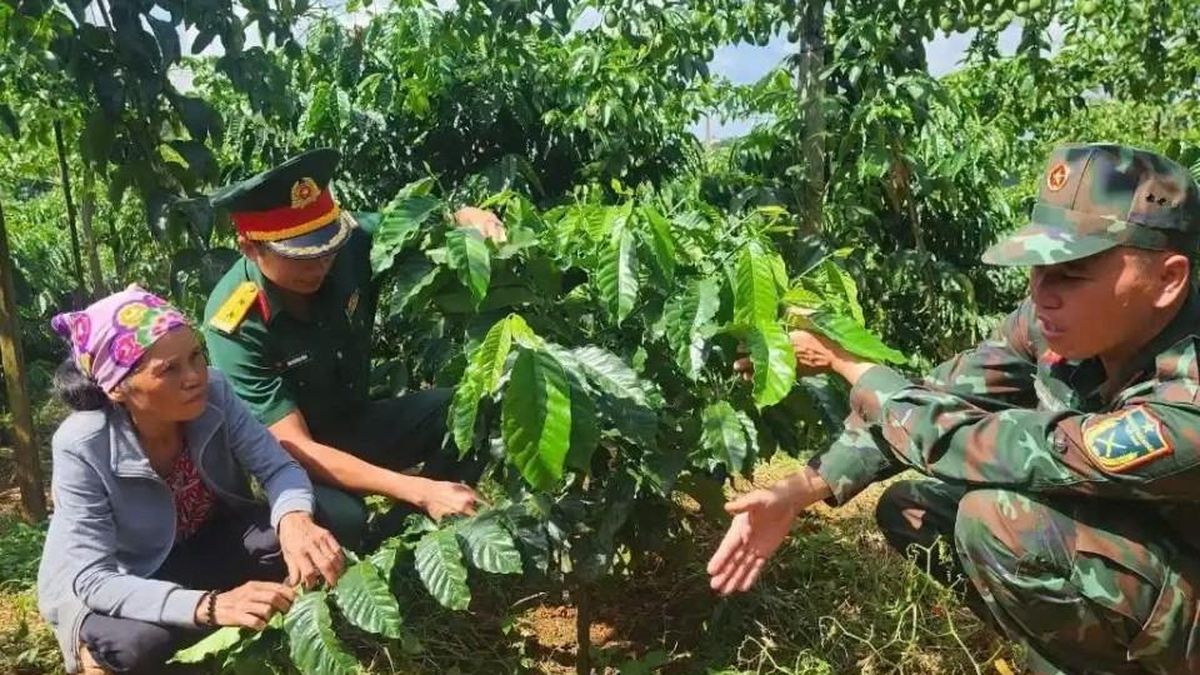 Đắk Lắk phát triển vùng cà phê hữu cơ theo tiêu chuẩn Mỹ và châu Âu hướng đến xuất khẩu - Nông nghiệp Hữu cơ Việt Nam