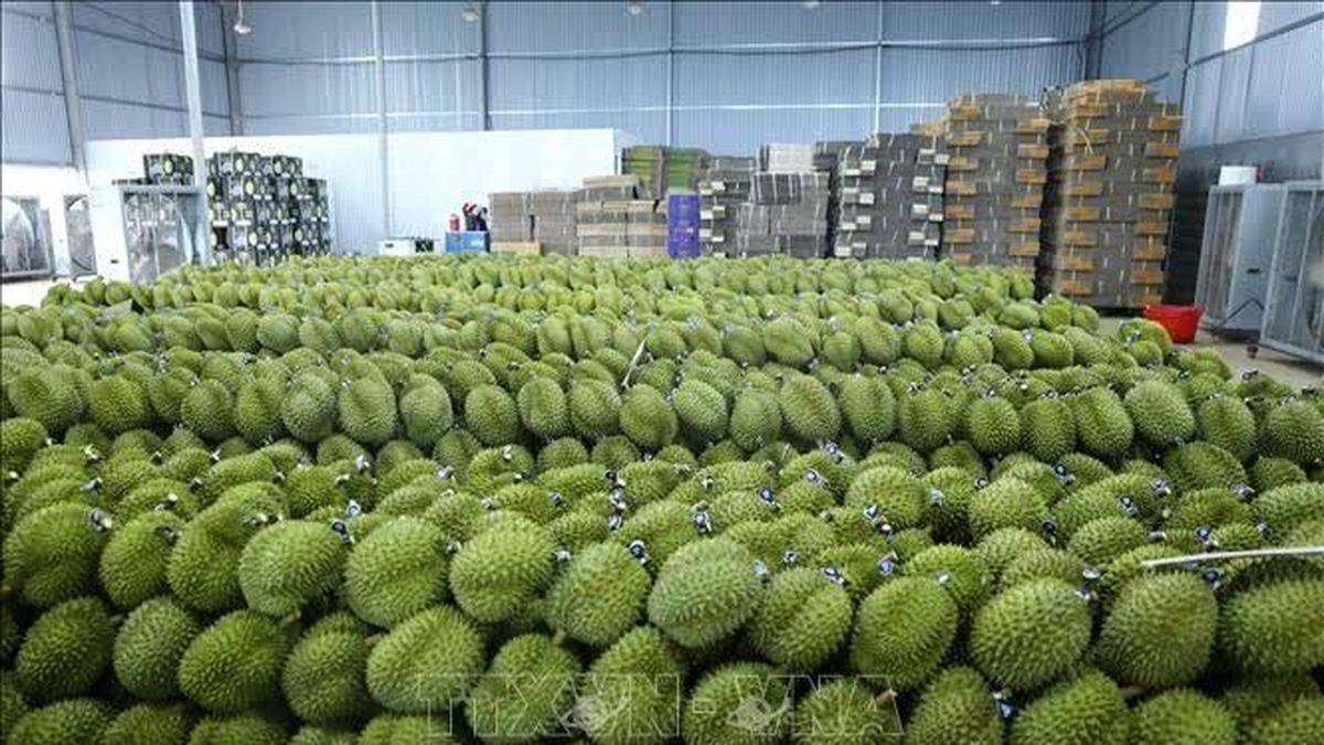 Giữ vị thế vùng nông sản tỷ USD - Bài 1: Sản lượng lớn, áp lực chuỗi giá trị - Báo Tin Tức TTXVN