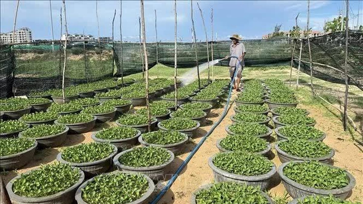 Tiếp vốn cho nông dân giữ nghề trồng hoa Tết - Báo Tin Tức TTXVN