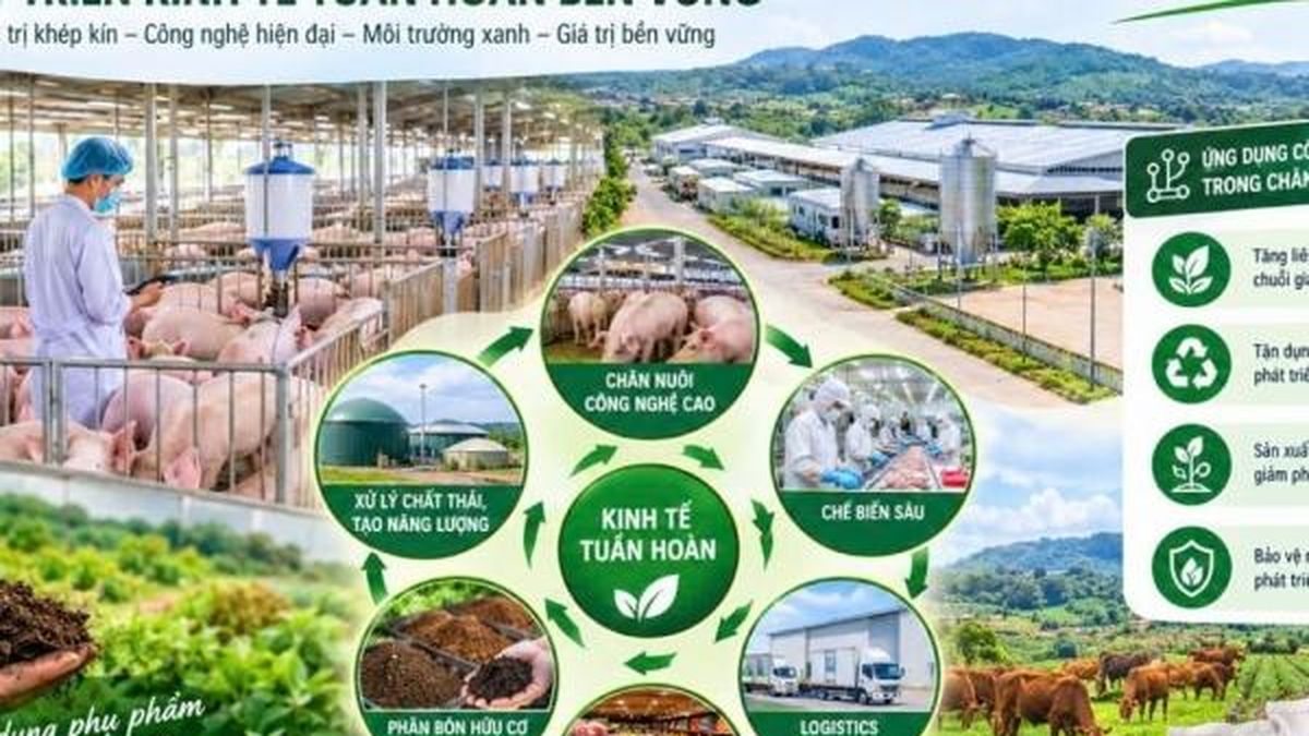 Đắk Lắk khai thác hiệu quả phụ phẩm chăn nuôi để phát triển phân bón hữu cơ - Nông nghiệp Hữu cơ Việt Nam