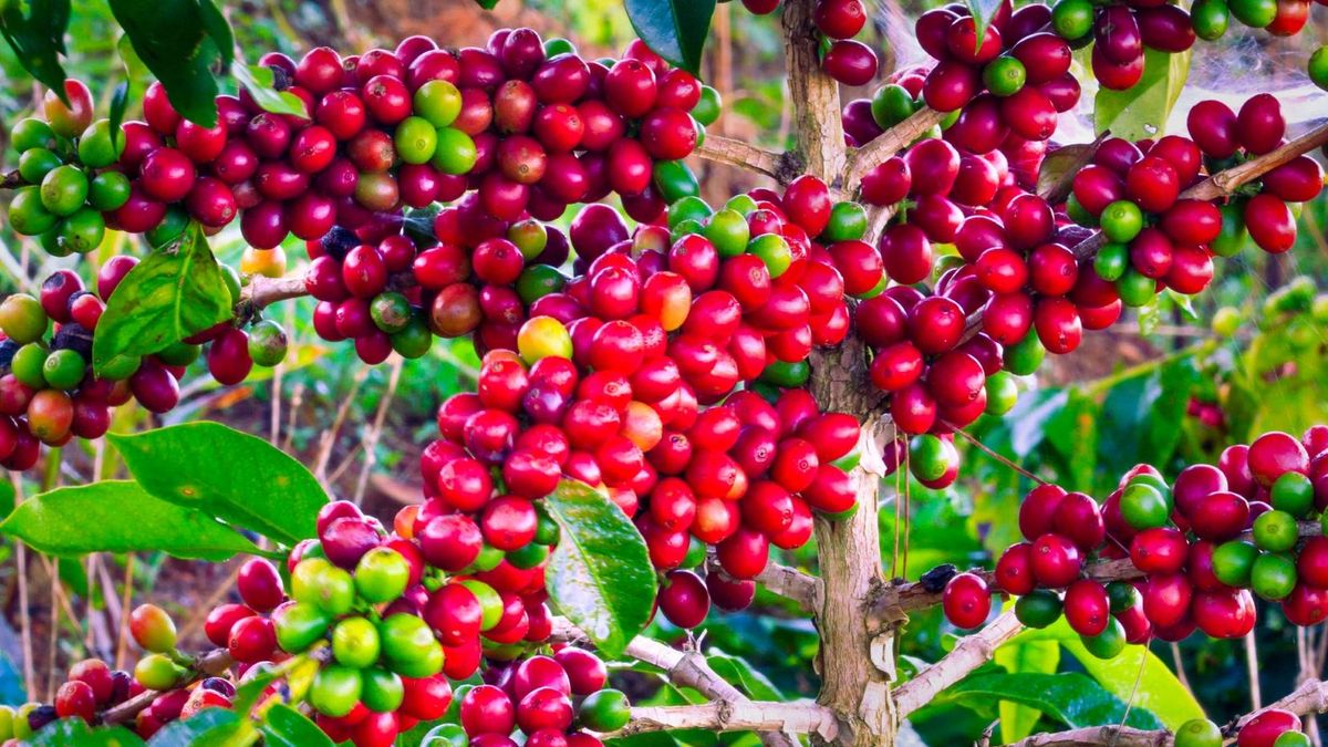 Bản tin nông sản hôm nay (23-10): Giá cà phê trong nước và thế giới cùng giảm - Báo Quân Đội Nhân Dân