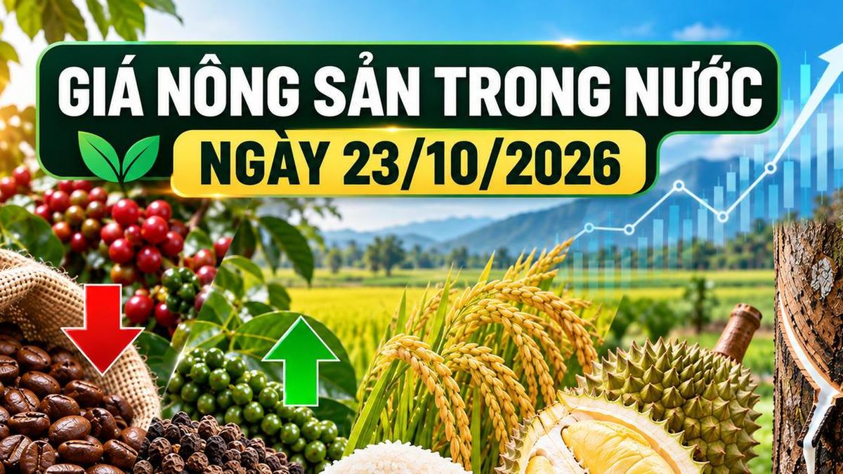 Nông sản trong nước 23/10: Cà phê xuống 90.200 đồng/kg, hồ tiêu chạm 140.000 đồng/kg - Chuyên Trang Doanh nhân & Công lý - Báo Công Lý