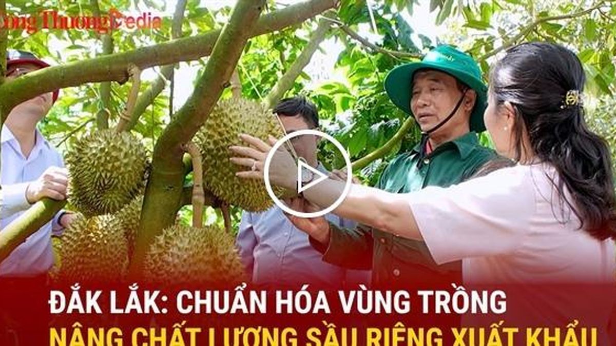 Đắk Lắk chuẩn hóa vùng trồng, nâng chất lượng sầu riêng xuất khẩu - Báo Công Thương