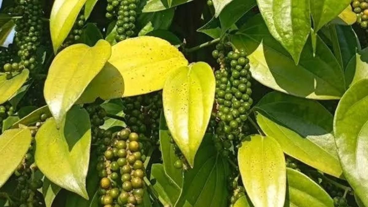 Ngày 24/10: Giá hồ tiêu tăng phi mã, cà phê giảm mạnh - Thời báo Tài chính