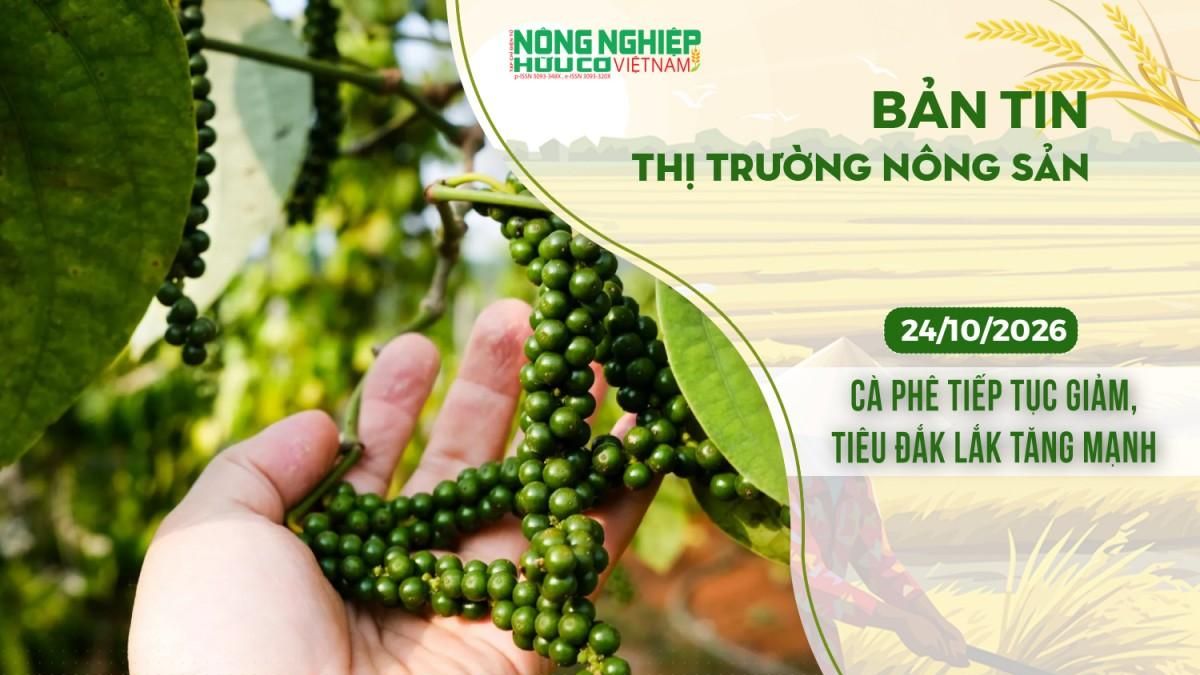 Thị trường nông sản 24/10/2026: Cà phê tiếp tục giảm, tiêu Đắk Lắk tăng mạnh - Nông nghiệp Hữu cơ Việt Nam