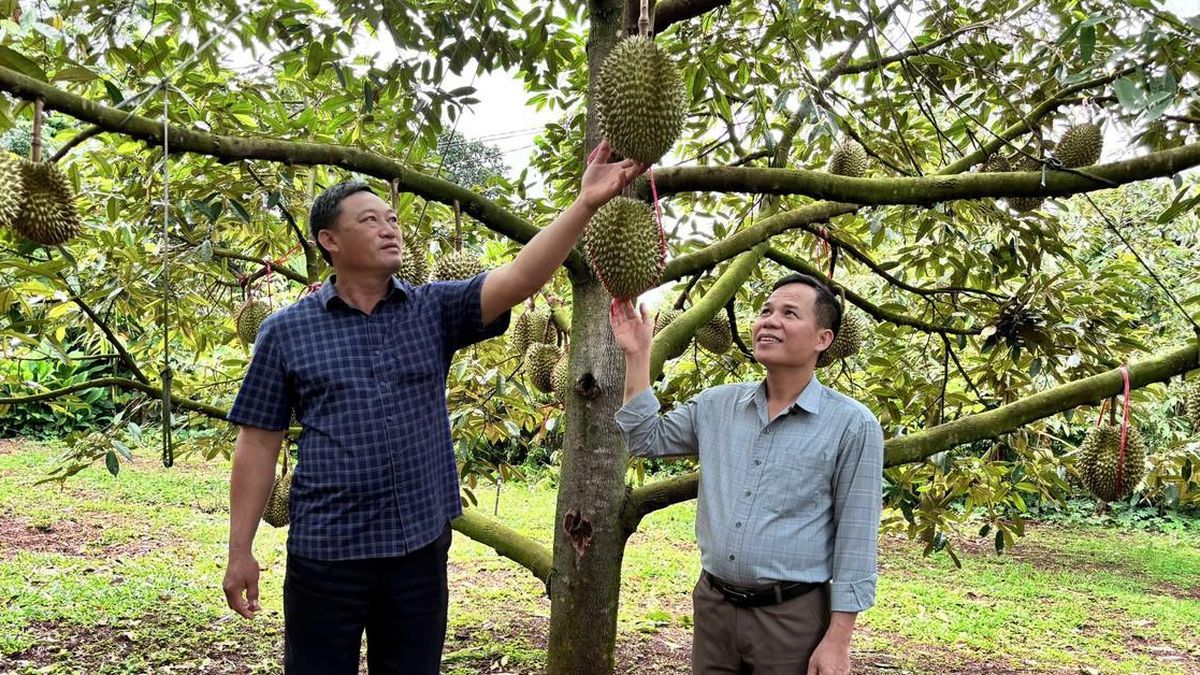 Trái sầu riêng và nỗi sầu chung: 'Hết sầu' từ Nghị quyết 36? - Tạp chí Người Đưa Tin