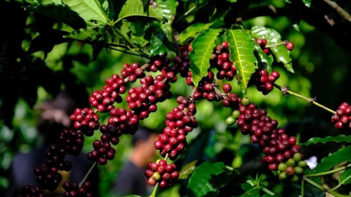 Ngày 25/10: Giá cà phê đồng loạt xuống dưới 90.000 đồng/kg, hồ tiêu neo cao - Thời báo Tài chính