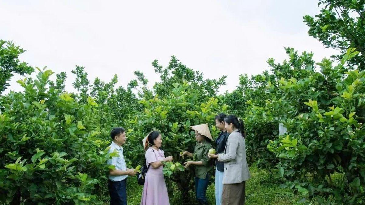 Tuyên truyền khoa học - công nghệ vùng cao: Người dân cần biết gì từ một mô hình? - Báo Nhà báo và Công luận