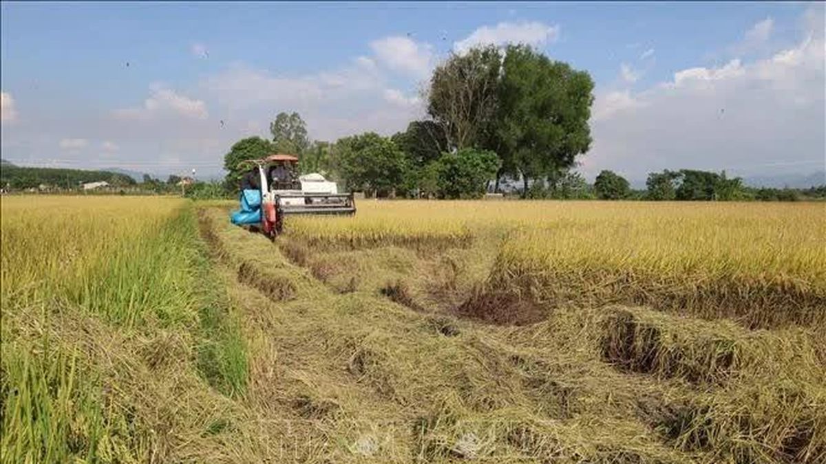 Đắk Lắk kích hoạt kịch bản ứng phó khẩn cấp với nguy cơ hạn hán diện rộng - Báo Tin Tức TTXVN