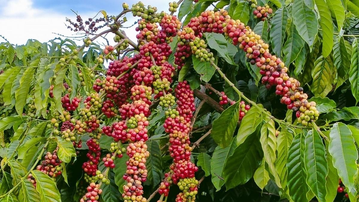Ngày 28/10: Giá cà phê và hồ tiêu đồng loạt giảm - Thời báo Tài chính