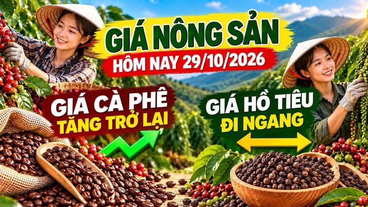 Giá nông sản hôm nay 29/10: Cà phê tăng trở lại sau chuỗi giảm sâu - Báo Gia Lai