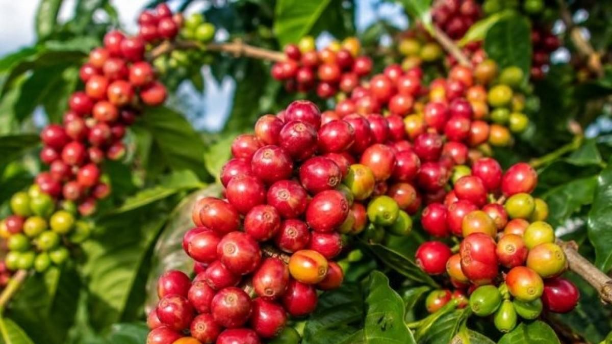 Ngày 29/10: Giá cà phê đảo chiều tăng, hồ tiêu neo ở mức cao - Thời báo Tài chính