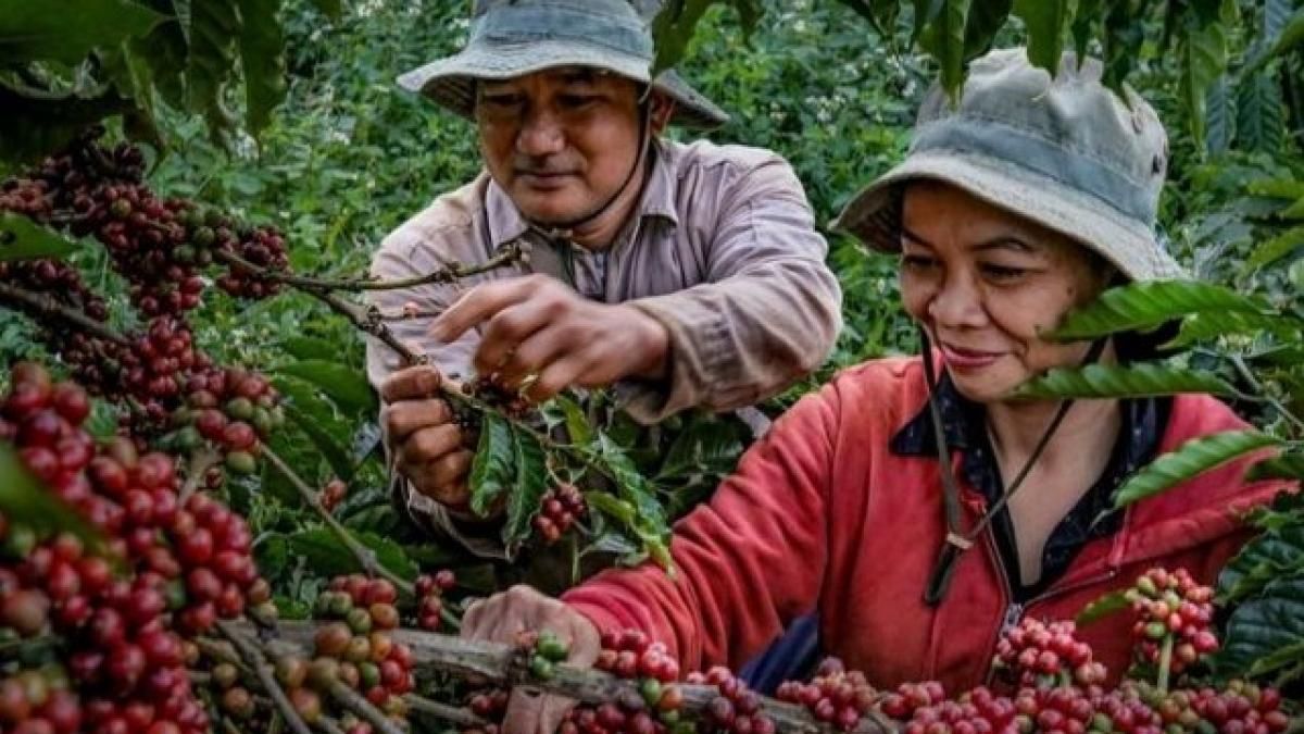 Đắk Lắk hướng tới 75.000 ha cà phê bền vững, đáp ứng yêu cầu xuất khẩu - Thời báo Tài chính