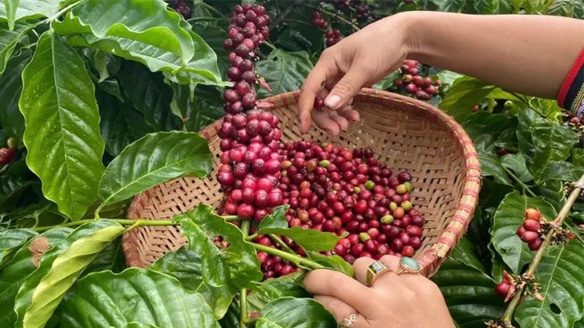 Bản tin nông sản hôm nay (30-10): Giá cà phê giảm - Báo Quân Đội Nhân Dân