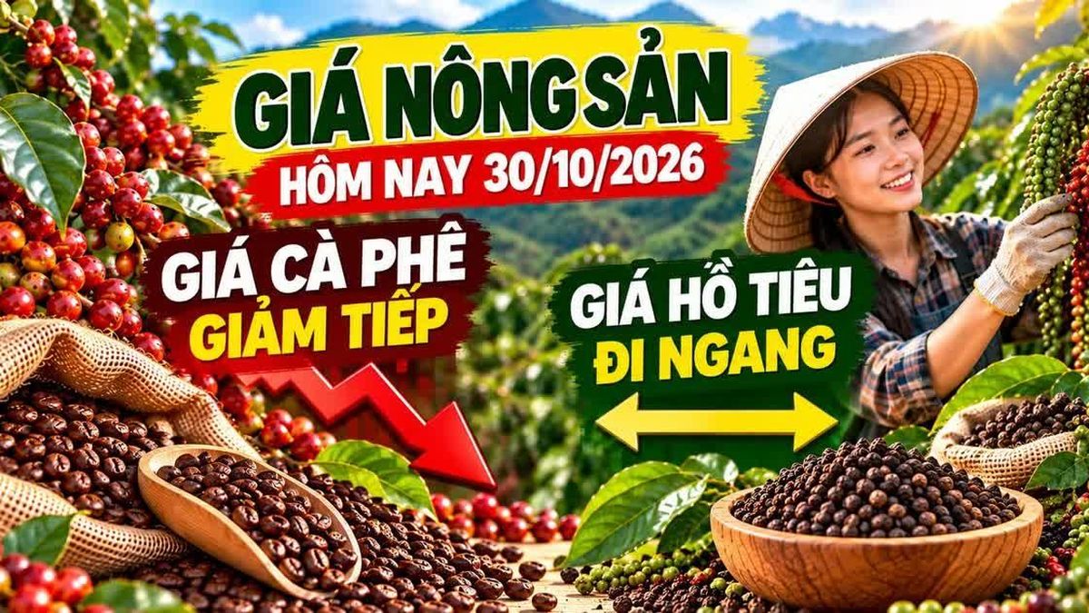 Giá nông sản hôm nay 30/10: Cà phê chịu sức ép, hồ tiêu giữ nền giá cao - Báo Gia Lai