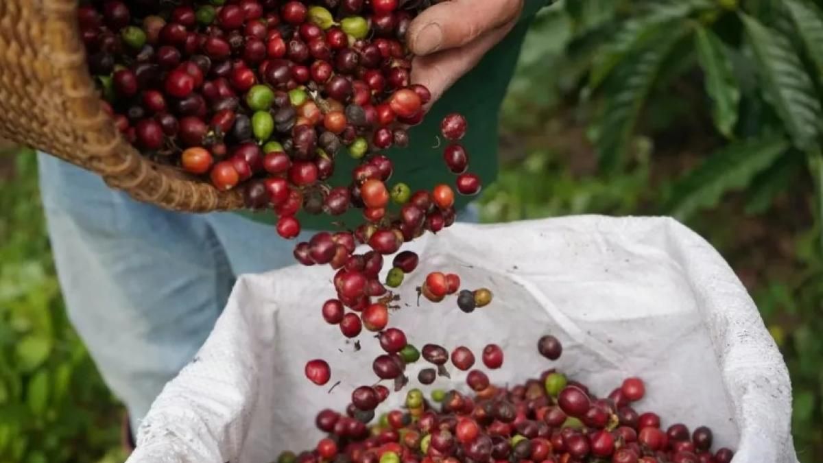 Ngày 30/10: Giá cà phê xuống mức thấp nhất trong 4,5 tháng, hồ tiêu đi ngang - Thời báo Tài chính