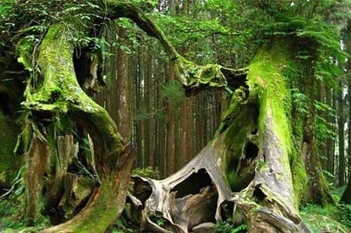 Những khu rừng 'ma' rùng rợn nhất trên thế giới - Tạp chí Doanh Nghiệp ...