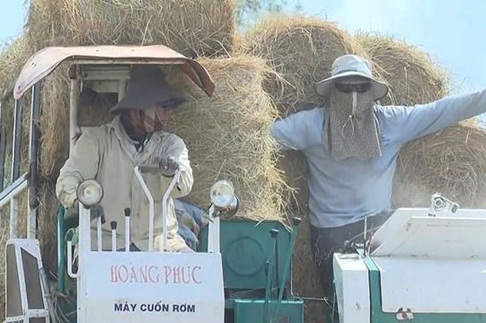 Bạc Liêu: Thu gom rơm rạ đắt như tôm tươi, nâng cao thu nhập cho nông ...