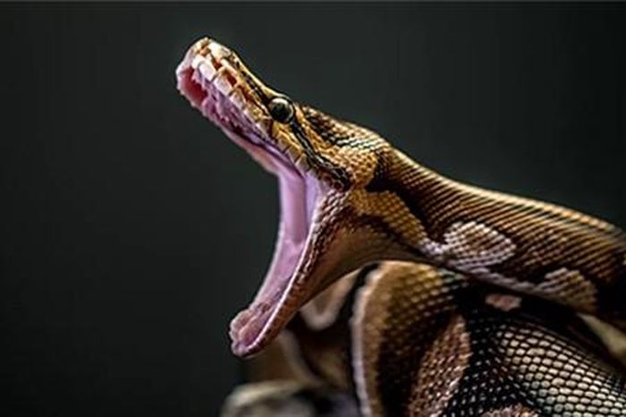Top loài rắn có kích thước 'khủng' nhất hành tinh: Có loài như... khủng ...