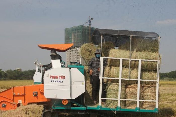 Thu gom rơm- nghề đội nắng kiếm tiền triệu giữa cánh đồng - Chuyên ...
