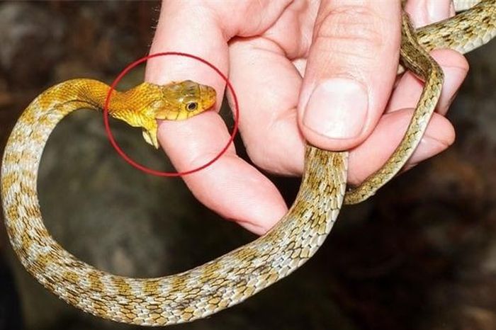 Cách nhận biết rắn độc và các bước sơ cứu đúng nhất khi bị rắn cắn ...