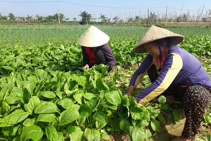Vùng bãi ngang trở thành 'vựa rau' màu lớn nhất tỉnh Nghệ An - Báo Giáo ...