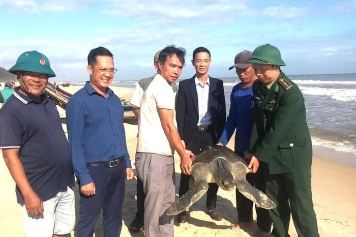 Cứu hộ rùa biển quý hiếm mắc vào lưới đánh cá của ngư dân Quảng Trị ...