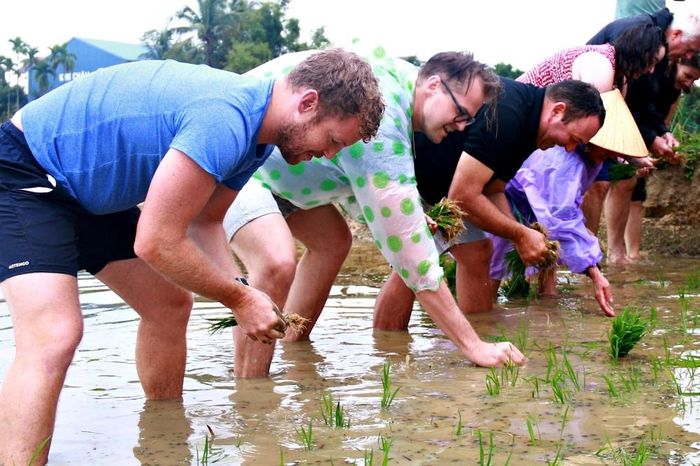 Khách Tây đội mưa cấy lúa, cưỡi trâu cày ruộng ở Hội An - Báo VietnamNet