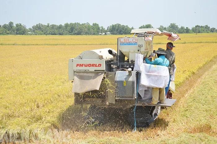 Kiên Giang thúc đẩy nông nghiệp tăng trưởng xanh - Báo Kiên Giang