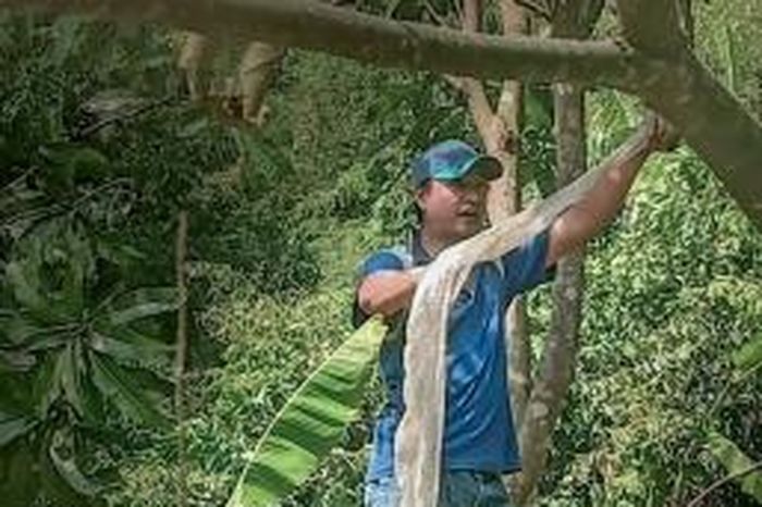 An Giang: Phát hiện bộ da rắn khổng lồ trên núi Cấm - Báo Công Thương