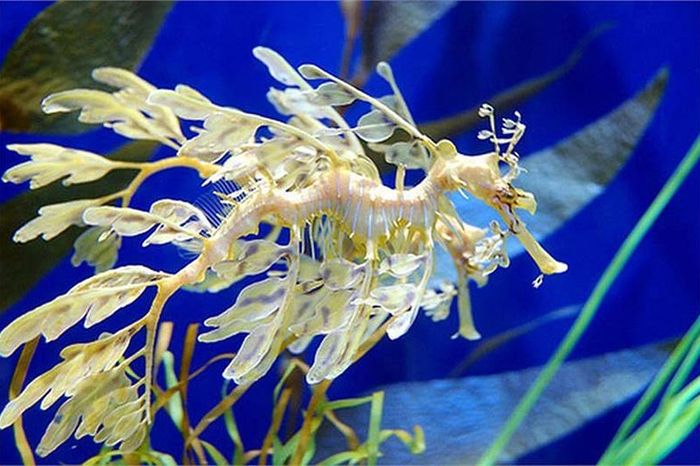 Vẻ đẹp mê hoặc của loài 'rồng biển' như bước ra từ huyền thoại - Báo ...