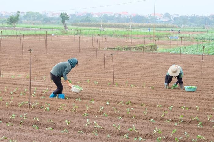 Vựa rau củ lớn nhất Hà Nội vào vụ mới - Báo Kinh tế & Đô thị