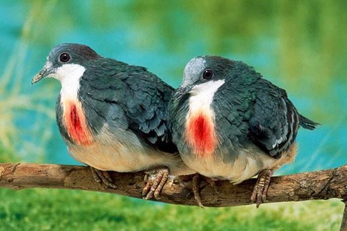 Tiết lộ thú vị về 'trái tim rỉ máu' của loài chim đặc biệt - Báo Kiến Thức