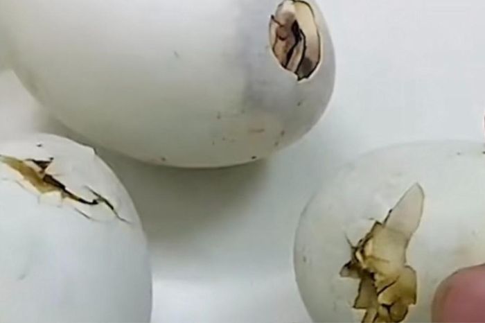 Mẹ gửi trứng vịt lộn cho ăn, thanh niên ra chợ mua rau răm và cái kết ...