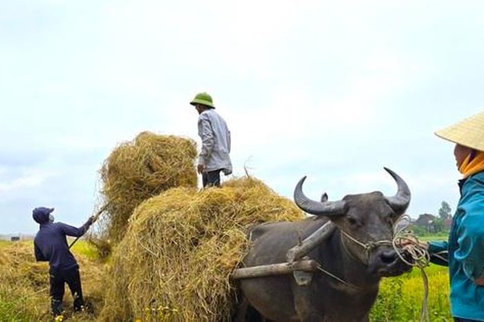 Kiếm hàng trăm triệu từ thu gom rơm trên đồng - Báo Tiền Phong