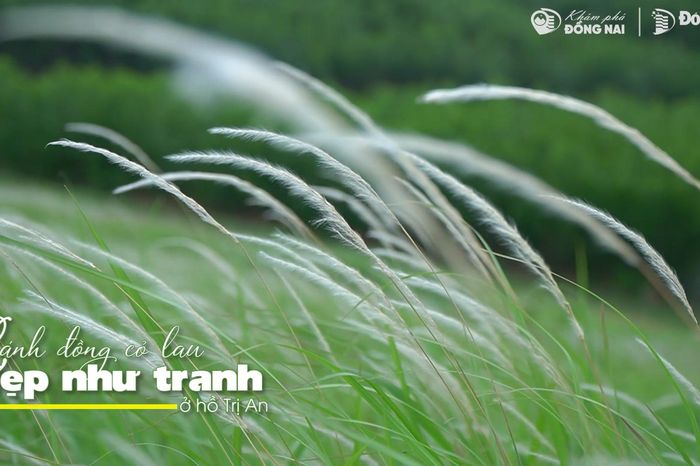 Cánh đồng cỏ lau đẹp như tranh ở hồ Trị An - Báo Đồng Nai