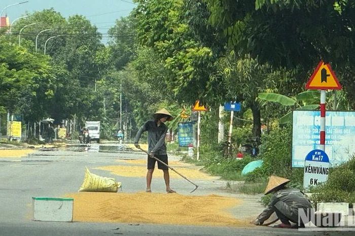 Tái diễn tình trạng phơi thóc, đốt rơm rạ ngoài đường tại Bắc Ninh ...