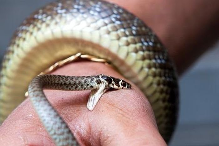 Phân biệt rắn độc và rắn không độc cắn, cách sơ cứu ban đầu đúng nhất ...
