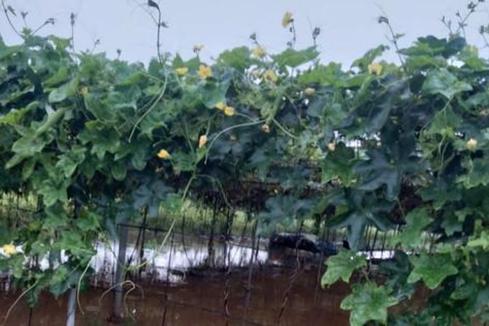 112ha lúa, rau màu ở Phúc Thọ bị ngập sâu - Báo Hà Nội Mới