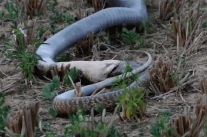 Clip: Những cú 'vặn người tử thần' của rắn hổ mang chúa, đòn kết liễu ...