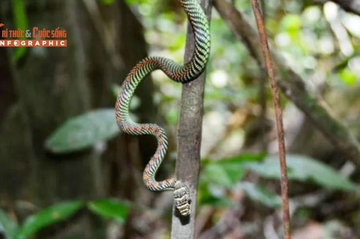 Loài rắn độc nổi tiếng Việt Nam, bay xa hàng chục mét - Báo Tri thức ...